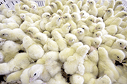 Grâce à la Soprop, l’Etat va produire des poussins d’un jour et améliorer ainsi l’offre de poulets et d’œufs. (DR)