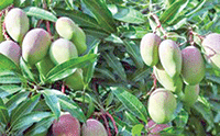 La mangue est l’un des produits fruitiers les plus dominants au Burkina Faso, avec 58% des vergers et 56% de la production fruitière nationale selon le Cir. (DR)