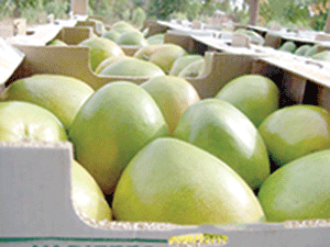 Le terminal fruitier devrait entre autres servir de centre de conditionnement de la production de mangues fraîches pour l’exportation (DR)