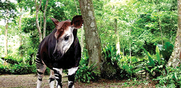 La réserve de faune d’Okapis, en République démocratique du Congo. La réserve de faune d’Okapis occupe à peu près 1/5 de la forêt d’Itiru au nord-est du pays. Elle abrite des espèces menacées de primates et d’oiseaux et environs 5.000 Okapis, sur les 30.000 vivant à l’état sauvage. (DR)